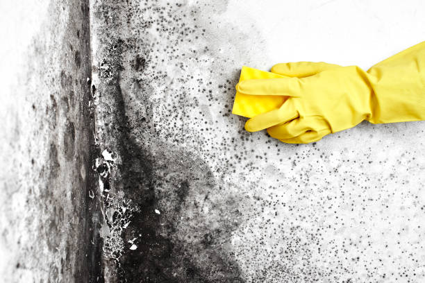 Best Residential Mold Removal  in Englewood, CO