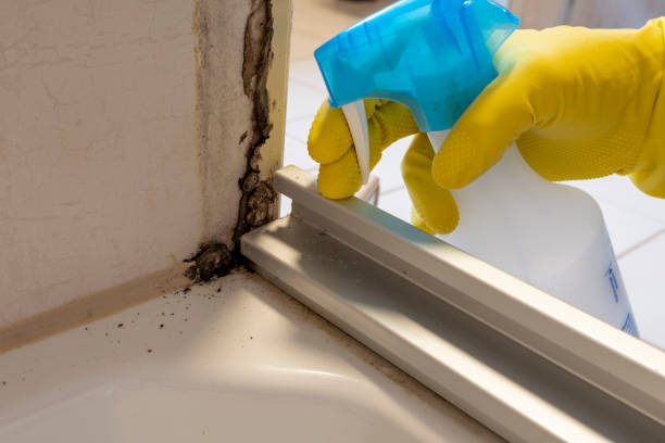 Mold Removal