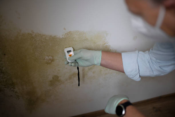 Best Mold Damage Repair  in Englewood, CO
