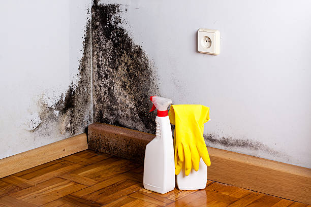 Professional Mold Removal in Englewood, CO