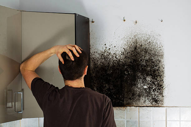 Best Toxic Mold Removal  in Englewood, CO